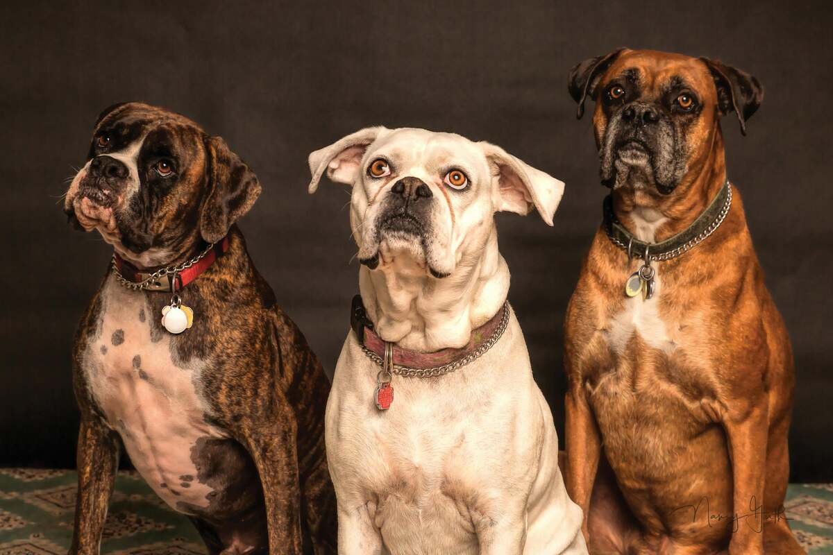 Three attentive Boxer dogs with different coat colors sitting together against a dark background