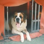 A large Saint Bernard dog resting inside a cozy insulated dog house with a protective orange cover.