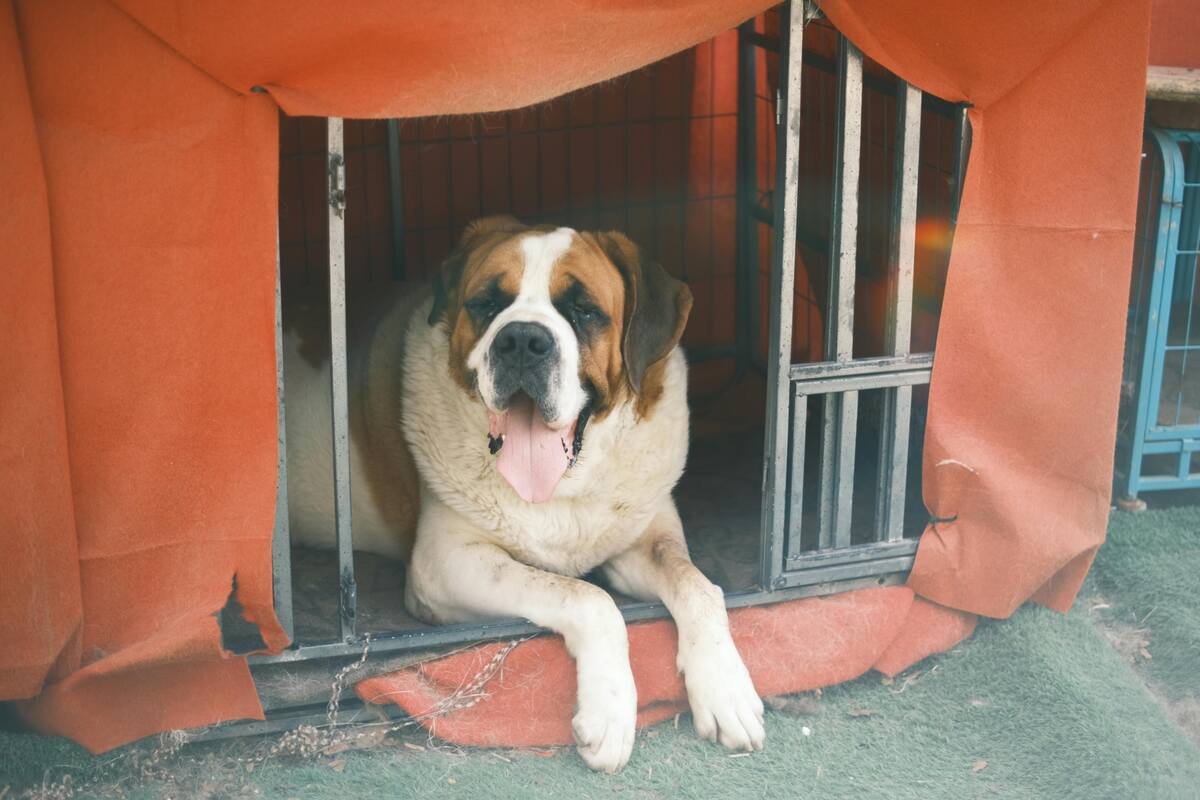 A large Saint Bernard dog resting inside a cozy insulated dog house with a protective orange cover.